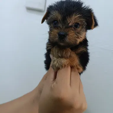 YORKY MINI CON PEDIGRI,hembras en 550 USD,TENGO MENSAJERÍA,se entregan VACUNADAS,INSCRITOS Y CON MICROCHIP - Img 124269454