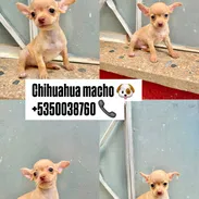 chihuahua - Img 57806500