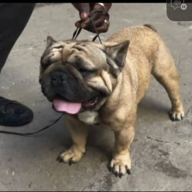 BULLDOG FRANCES,hembra,en 650 USD o equivalente,TENGO MENSAJERÍA,tiene 2 meses Y 2 VACUNAS PUESTAS - 2/3