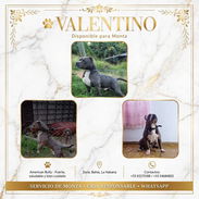 Valentino disponible para monta - Img 58130498