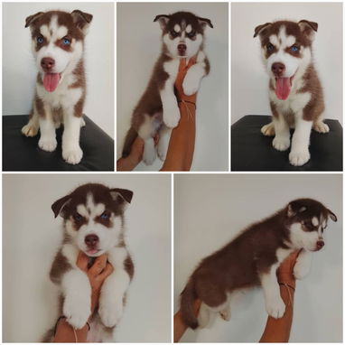 🐺💙 HUSKY SIBERIANO – AMBOS SEXOS WHATSAPP 58746643 💙🐺 - 2/2