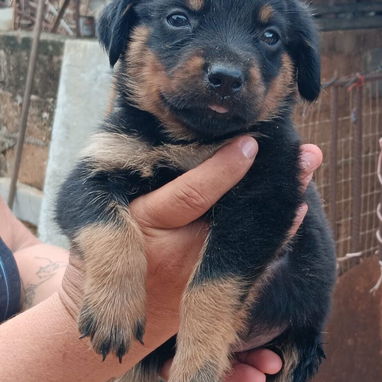 🐾🖤 ¡HERMOSA CAMADA DE ROTTWEILER WHATSAPP 52506841 ! 🖤🐾 - 2/5