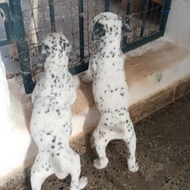 Perros de puras razas - Img 121332325