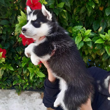 Venta de cachorros - Img 123342930