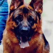 Cachorros de pastor alemán ,ambos sexos - Img 56437028