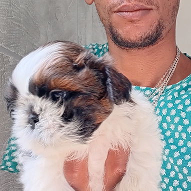 Cachorro macho de Shih Tzu en venta. - Img 123331135