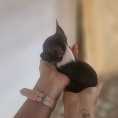SHIHUAHUA MINI,hembra,en 250 USD o equivalente,TENGO MENSAJERÍA,tiene 60 días y está desparacitada - Img 125842448