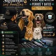 Limpieza bucal PROFESIONAL para perros y gatos a Domicilio 🐱🐶 - Img 56625638