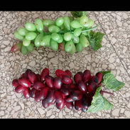 2 racimos de uvas artificiales para decorar. Alta simulación - Img 48084774