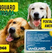 💉PENTAVALENTE VANGUARD AMÉRICA - Img 50532741