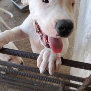 Hermosos cachorros Dogo Argentinos con una gran Genética llamar al 53818081 - Img 45473943