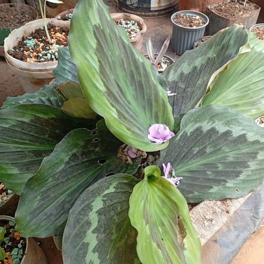 Plantas ornamentales de todo tipo - Img 99194835