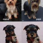Yorki. Yorkshire Terrier con PEDIGREE - Img 56049862