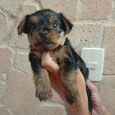 🐾 CACHORROS YORKSHIRE TERRIER  AMBOS SEXOS WHATSAPP 58746643 🐾 - 2/7
