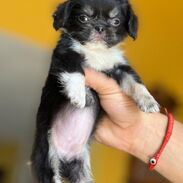 Hermoso cachorro de Spaniel tibetano hembra - Img 45626043