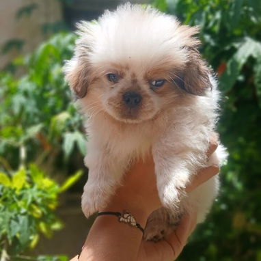 🐶✨ Venta de Cachorros (shih tzu) ✨🐶 - Img 126047480