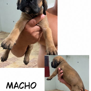 CACHORROS CANE CORSO CON PEDIGREE INTERNACIONAL - 2/10