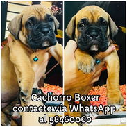 Cachorro Boxer - Img 55509640