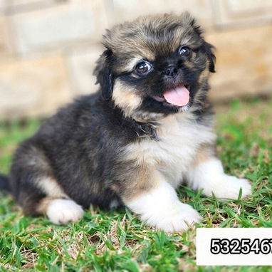 ❤️❤️❤️PEKINES... (Spaniel Tibetanos) - Img 126403308
