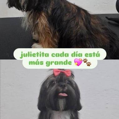 Estetica canina en vedado siempre con luz - 2/3