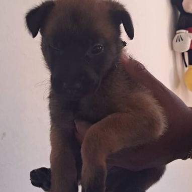 PASTOR MALINOIS,ambos sexos,en 150 USD o equivalente(ACEPTO TRANSFERENCIA)TENGO MENSAJERÍA,de 35 días y desparacitados - Img 123314197
