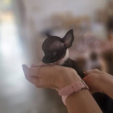SHIHUAHUA MINI,hembra,en 250 USD o equivalente,TENGO MENSAJERÍA,tiene 60 días y está desparacitada - Img 125842440