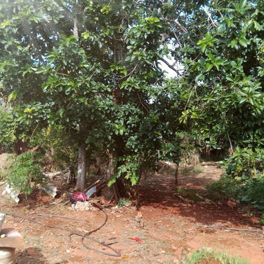 Venta de casa en el campo con vaste tierras(1 hectaria) papeles en regla - Img 124358736