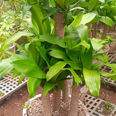 Servicio de jardinería 👩🏼🌾 - Img 124285511