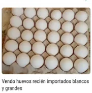 Huevos grandes blancos recién importados - Img 45992778