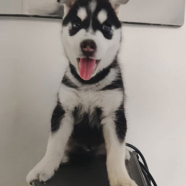 HUSKY SIBERIANO,machos,en 200 USD o equivalente,TENGO MENSAJERÍA,de 60 días,desparacitados,entrega con historia clínica - Img 122251172