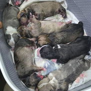 Bellos cachorros de american bully con pedigree - Img 56120599