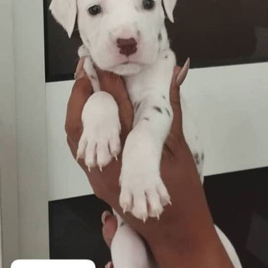 ((( DÁLMATAS AMBOS SEXOS BETTY MASCOTAS WHATSAPP 52506841 )))) - Img 125687178