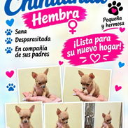 🐾💕 ¡HERMOSA CHIHUAHUA HEMBRITA WHATSAPP 58746643! 💕🐾 - Img 58169240
