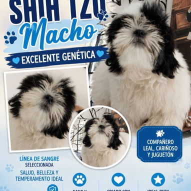 💜💜💜* 🐶¿BUSCAS UN CACHORRO?* TE AYUDAMOS A ENCONTRAR TÚ FIEL COMPAÑERO WHATSAPP 58746643 💜💜💜. - Img 126236799