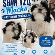 ((( SHIH TZU MACHO  EN VENTA WHATSAPP 58746643 ))) - Img 55894354