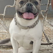 Se vende bulldog francés Hembra - Img 56001487