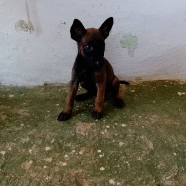 Todo lo que buscas está disponible en mascotas , solo llame al 53818081 - Img 124888278