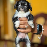 Hermosos cachorros de Spaniel tibetanos hembra y macho desparasitados listos para un nuevo hogar - Img 45553312