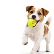 Pelotas de tenis 🎾 con pito - Img 54883903