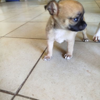 Todo lo que buscas en cachorro está aquí solo llame al 53818081 - Img 123445847