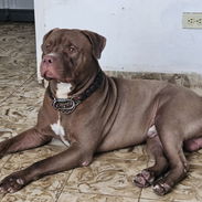 Busco novia tengo 1 año y medio. Vivo en lawton - Img 55820931