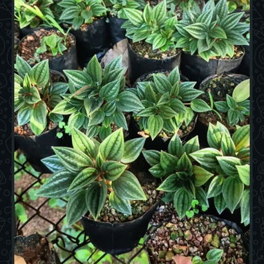 🪴🪻Plantas,posturas, y mucho más para tus espacios ✨️ - 5/8