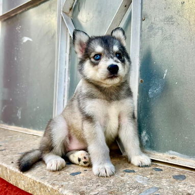 HUSKY SIBERIANOS,ambos sexos,en 150 USD o equivalente,TENGO MENSAJERÍA,tienen 48 días y están desparacitados. - 2/10