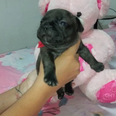 BULLDOG FRANCES,ambos sexos,azules en 1000 USD y negros en 600 USD o equivalente,TENGO MENSAJERÍA,tienen 33 días - 2/10