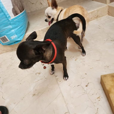 SHIHUAHUAS MINI CABEZA DE MANZANA,hembras,en 300 USD o equivalente,TENGO MENSAJERÍA,tienen 35 días y están desparacitada - Img 123453922