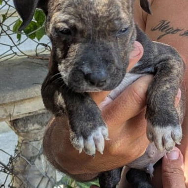 🐶 ¡Cachorros Pitbull en venta! 🐶 - Img 122851935