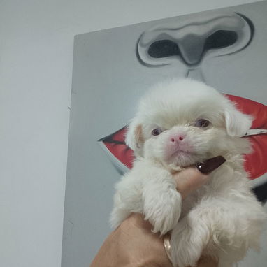 MASCOTAS LEGÍTIMAS ,Calidad y garantía - Img 123172844