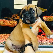BOXER 😍😍 - Img 55521868