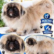 👑🐶 ¡PEQUINÉS IMPERIAL MACHITO BETTY MASCOTAS WHATSAPP 52506841! 🐶👑 - Img 58143624