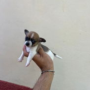 SHIHUAHUA MINI,macho,en 150 USD o equivalente(ACEPTO TRANSFERENCIA)TENGO MENSAJERÍA,tiene 55 días y está desparacitado. - Img 55667929